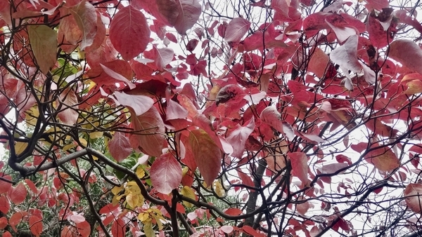 紅葉しているハナミズキの写真