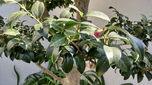 山茶花の写真。つぼみがついている。