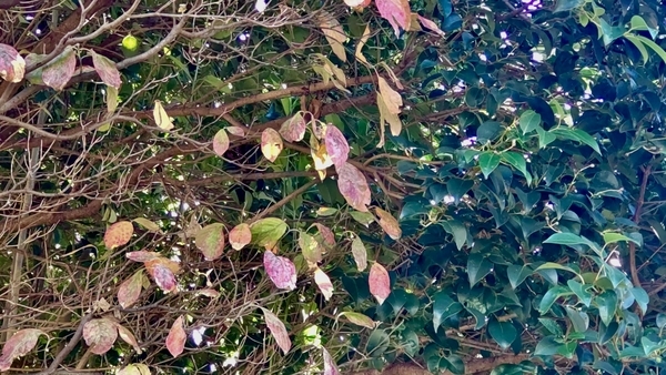 木の写真。片方は紅葉している。