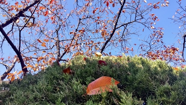 紅葉した桜の写真