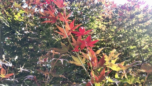 モミジの木の写真。葉っぱが緑、黄色、赤といろんな色になっている。