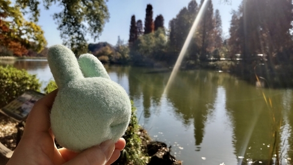 井の頭公園の池の写真。手前にふかふか手枕。