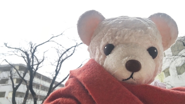 ぬいぐるみの写真。マフラーをしているくま。