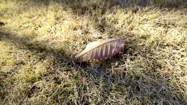 草叢に落ち葉の写真