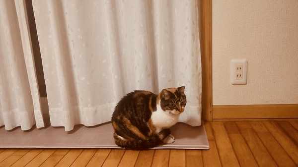 猫の写真。窓のそばで人間が開けるのを待っている三毛猫。