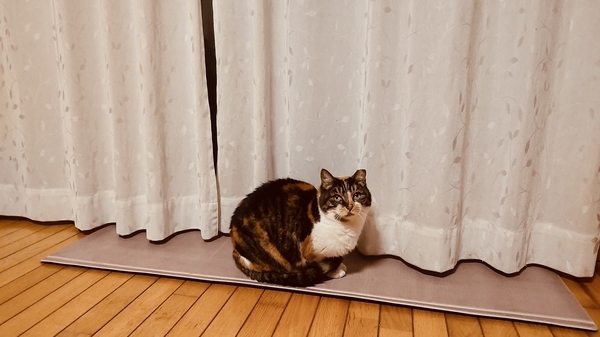 猫の写真。窓の前に座っている三毛猫。