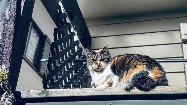 猫の写真。ベランダから人間を見下ろす三毛猫。