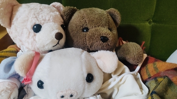 ぬいぐるみの写真。くま、くま、こぶた。