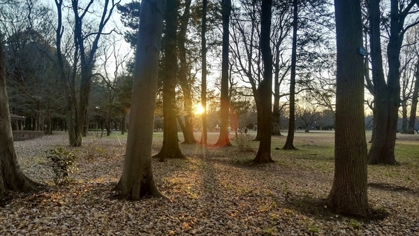 風景写真。木立のむこうに沈む夕日が見える。