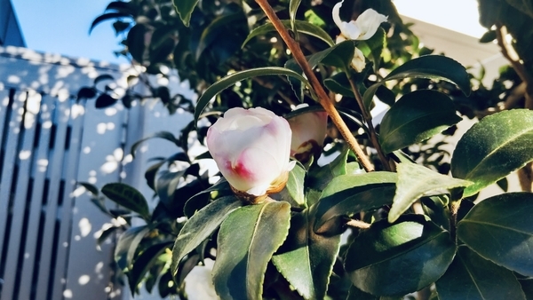 山茶花の木の写真。つぼみが開きかけている。