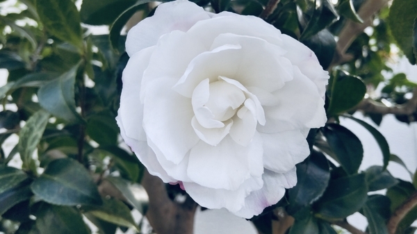 山茶花の写真。花が開いている。