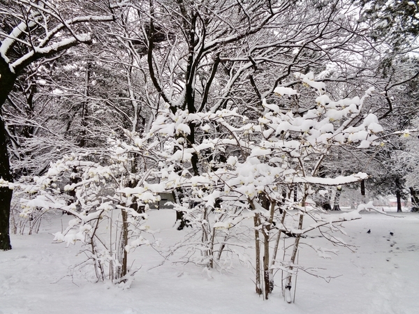 臘梅の木が何本かあって、雪がつもっているところを撮った写真