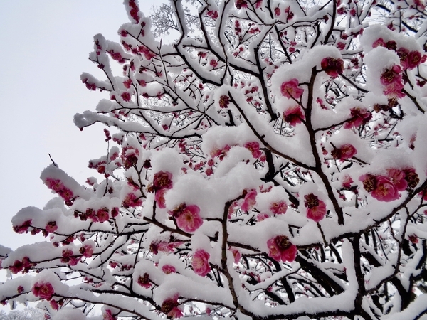 梅の木の写真。花が咲いて、そこに雪が積もっている。