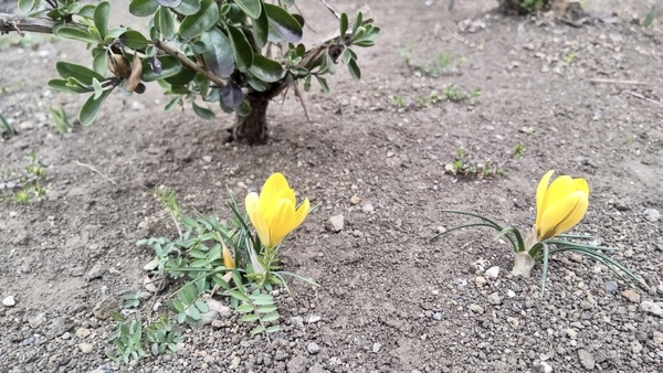 クロッカスの花の写真