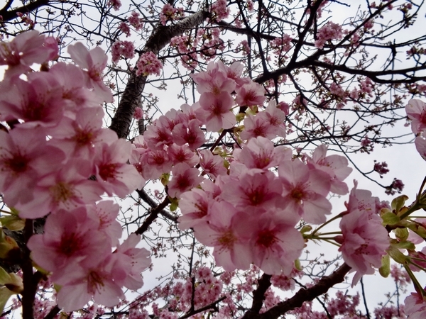 河津桜の木の写真。花がほぼ満開。