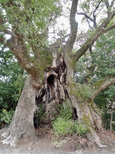 川津来宮神社入ってすぐのところにある木の写真。