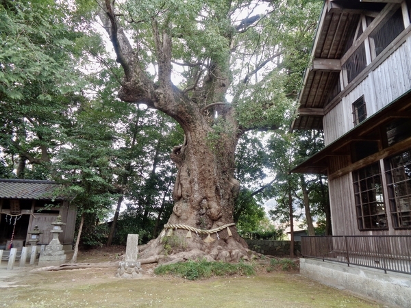 川津来宮神社の大楠を撮った写真