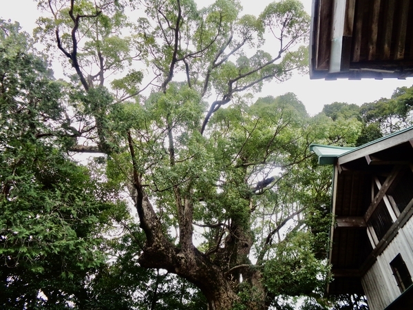 川津来宮神社の大楠の写真。