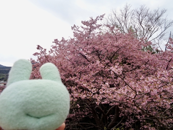 河津桜とふかふか手まくらの写真。ふかふか手まくらの名前はおぱこ。