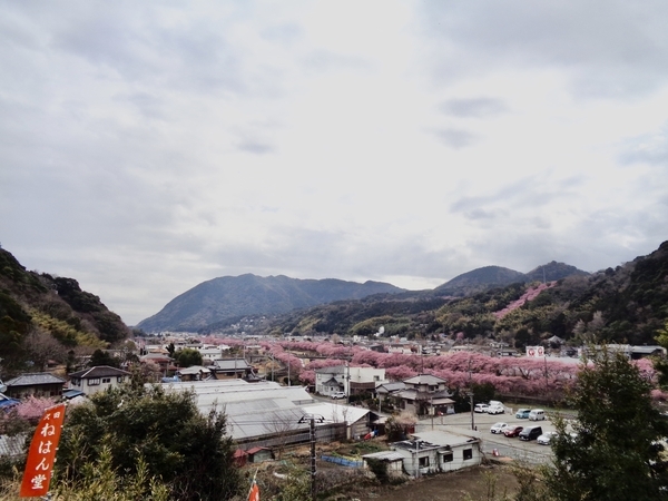 河津、涅槃堂見晴らし台からの眺めを撮った写真。町の中央を流れる河津川と川沿いで咲いている桜が見える。