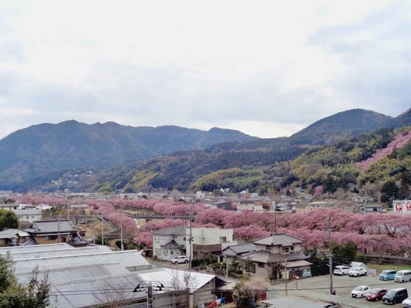河津川と両側で咲いている桜の写真