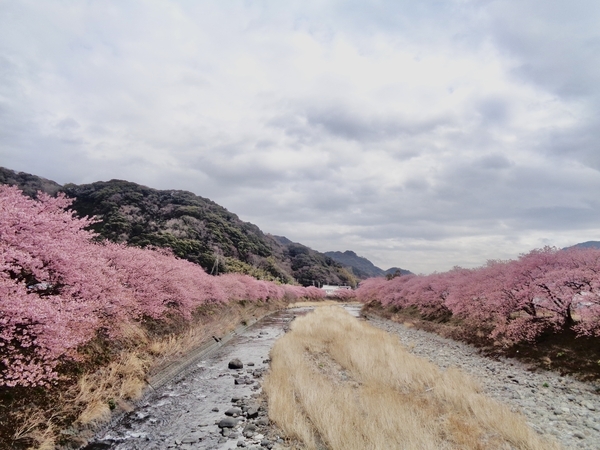河津桜が咲いている河津川の風景写真。