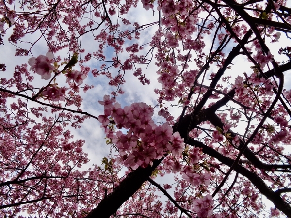 河津桜の木の写真。花が満開。