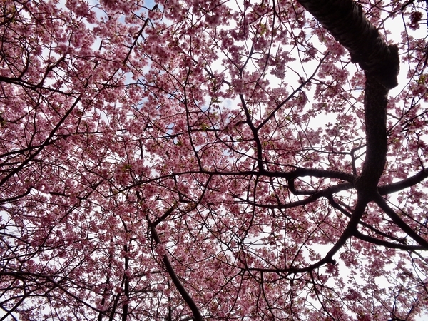 河津桜の木の写真。花が満開。