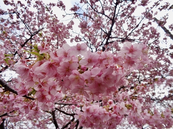 河津桜の木の写真。花が満開。