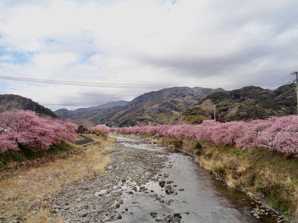 河津川と両脇で咲いている桜の写真