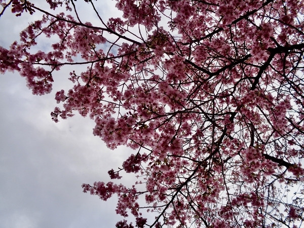 河津桜の木の写真。花が満開。