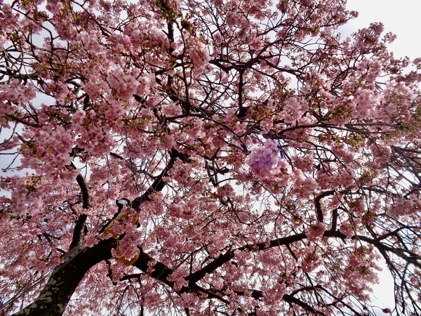 河津桜を下から仰いで撮った写真。