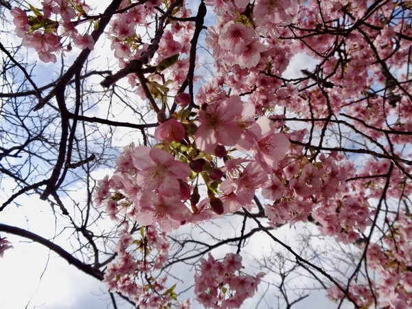 河津桜を下から仰いで撮った写真。