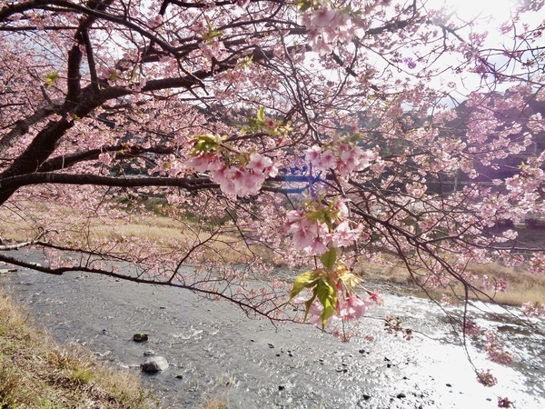 河津川と河津桜の写真