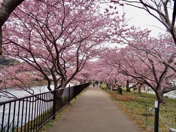 河津桜の写真。道の両側を桜の木が囲んでいる。