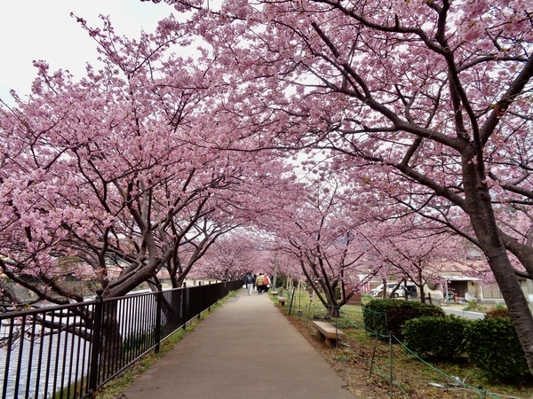 河津桜の写真。道の両側を桜の木が囲んでいる。