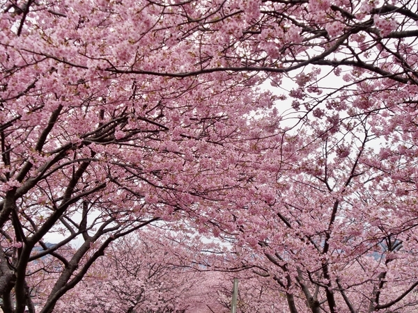 河津桜の写真。桜の木でトンネルができている。