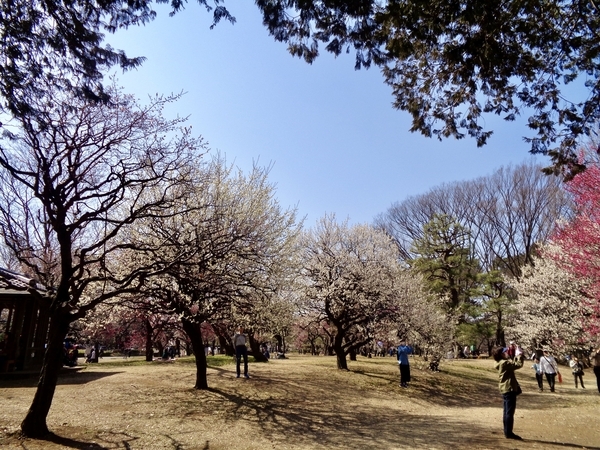 梅の木がたくさん植わっている広場の写真。花が咲いている。
