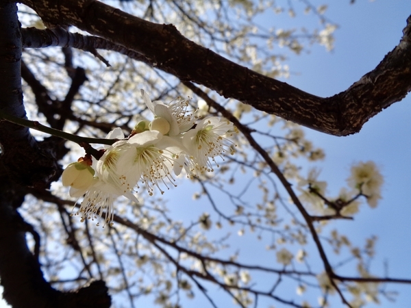 梅の花の写真