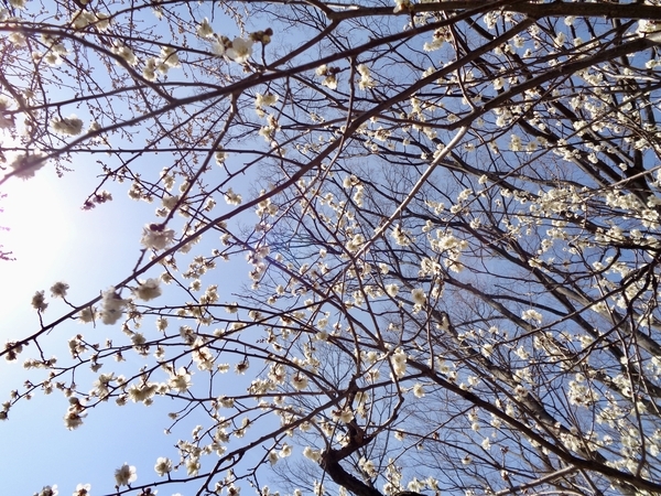 梅の木の写真。花が咲いている。