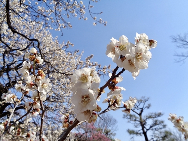 梅の花の写真