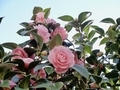 20260305153340