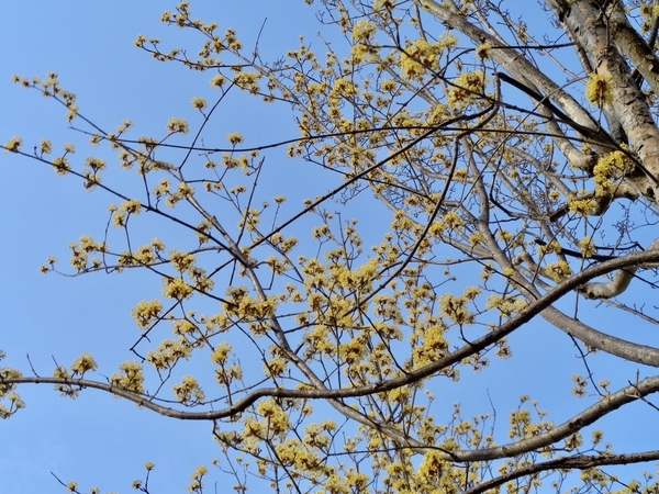 山茱萸の写真