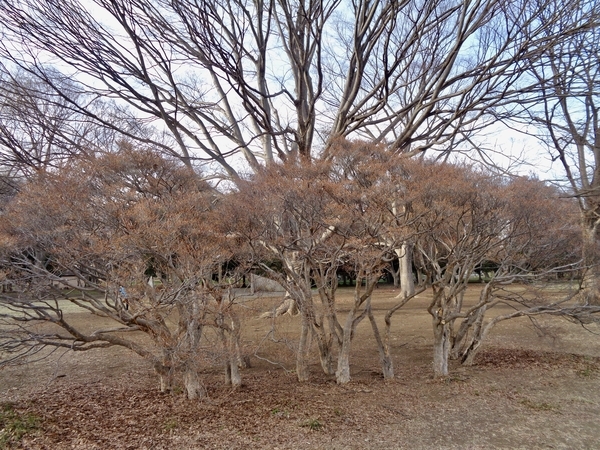 ドウダンツツジの木の写真
