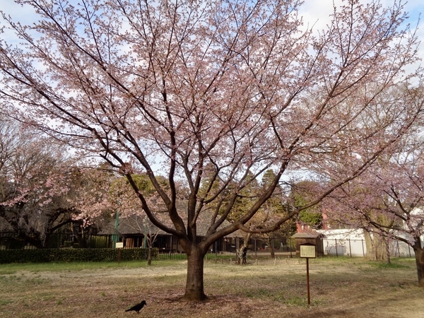桜の木の写真。満開。