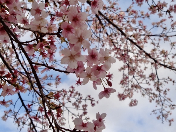 桜の花の写真