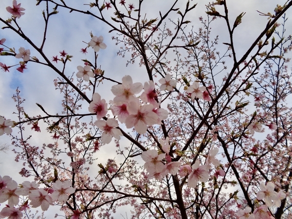 桜の花の写真