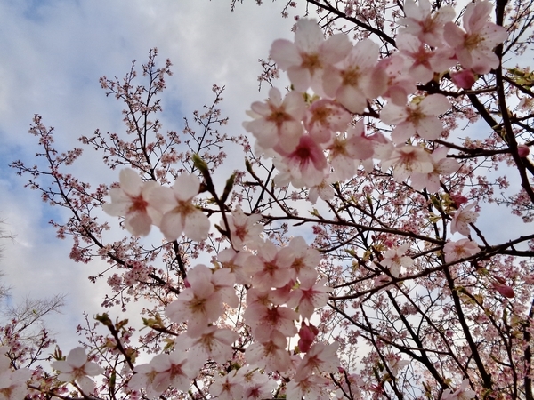 桜の花の写真