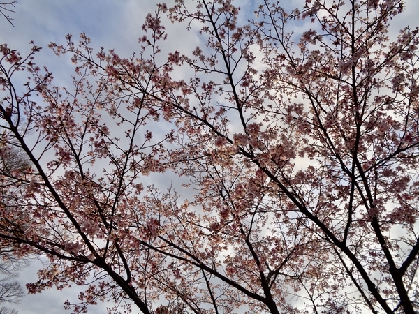 桜の木の写真。満開。