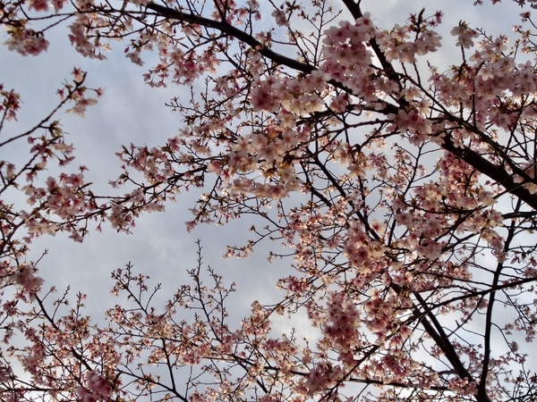 桜の木の写真。満開。